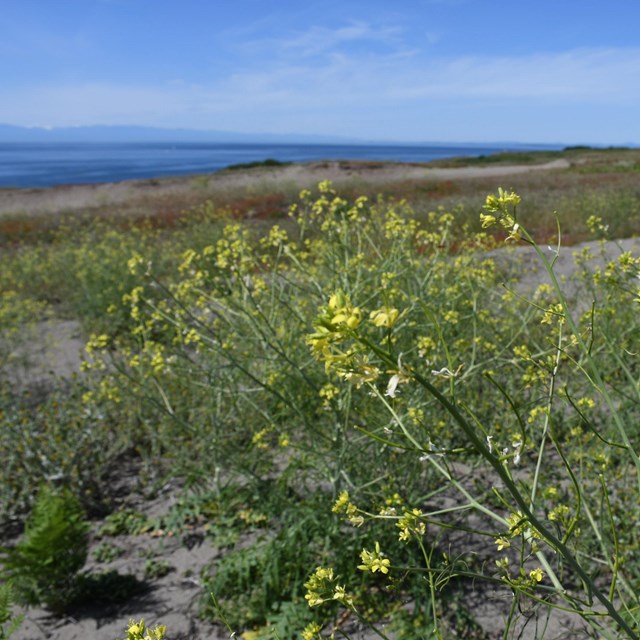 shrubby grass, green with little yellow flowers, on sand. In the background is blue water and blue s