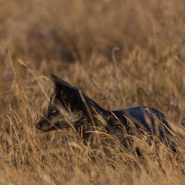 Color photo of a black fox in a field