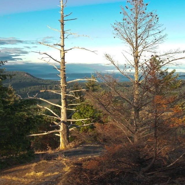 color photo of a gorgeous hillside with trees and colorful skies at sunset
