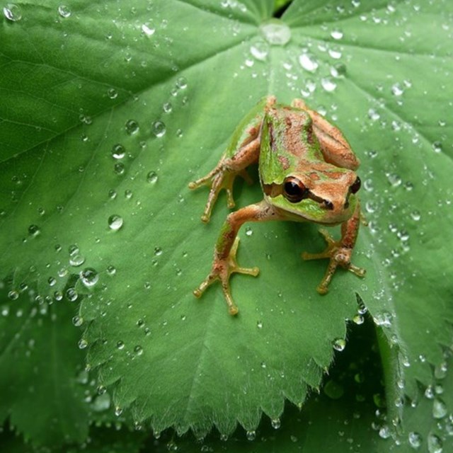 A colorful frog sitting on a wet leaf