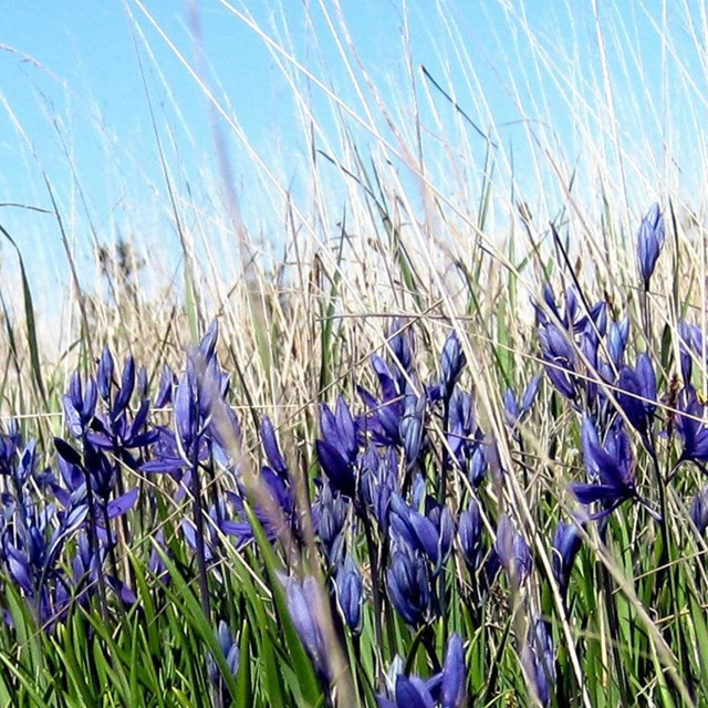 purple flowers blooming on a prairie