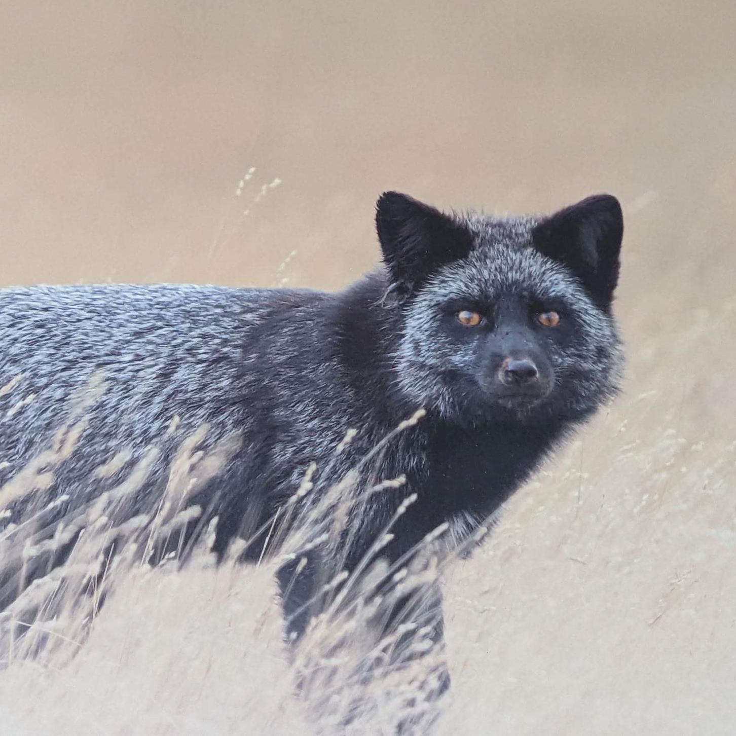 A black fox in a prairie stares at the viewer