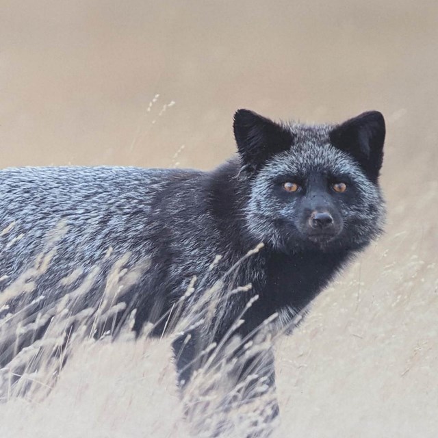 A black fox in a prairie stares at the viewer