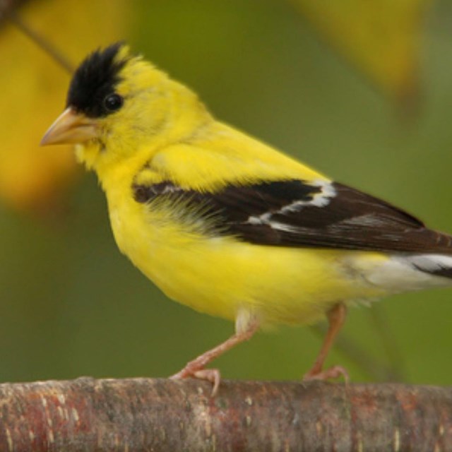 a yellow and black bird sits on a branch