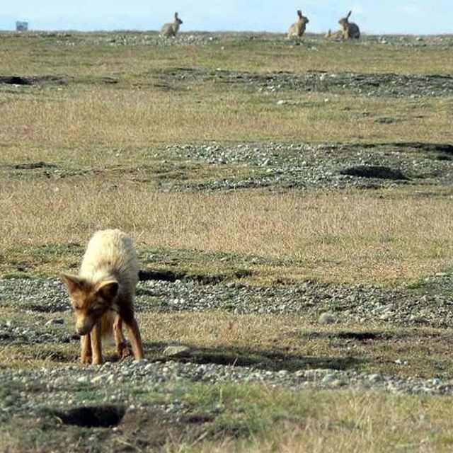foxes and rabbits frolic in a pockmarked prairie