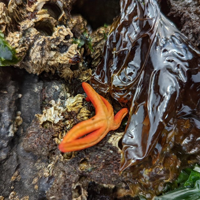 an orange seastar lies amidst coral in a marine environment