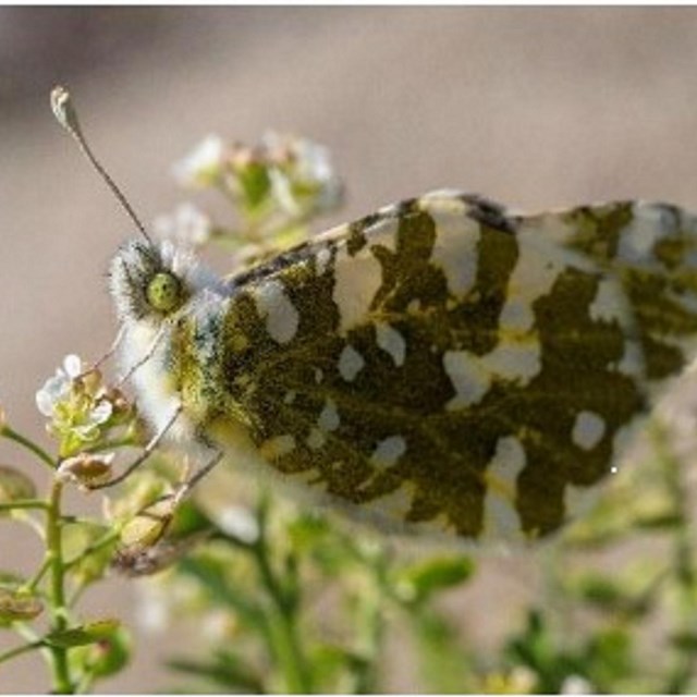 color photo of a white butterfly sitting on a plant