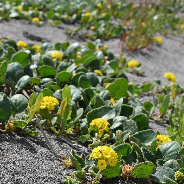 Color photo of a sand dune with yellow flowers