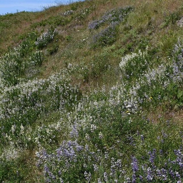 A hillside field of flowers