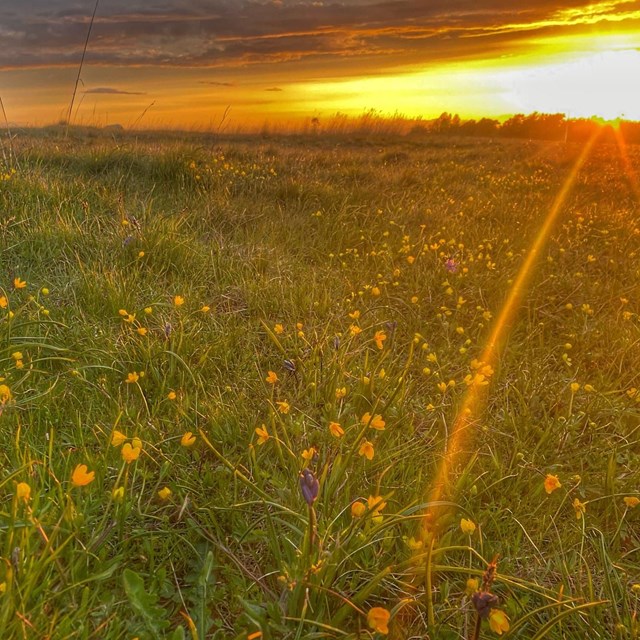 photograph of colorful wildflowers at Sunset