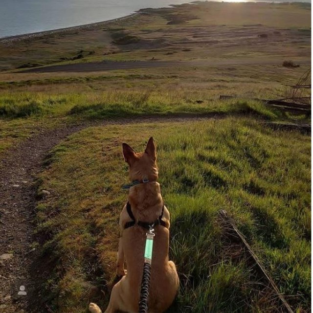 Color photo of a dog on an overlook at the american camp prairie