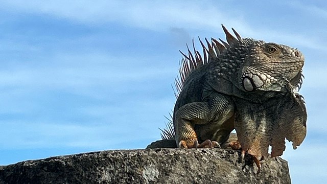 Iguana in the Castle San Cristobal