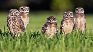 Group of 5 burrowing owls standing in green grass.
