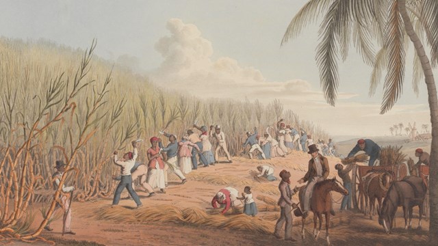 Illustration of enslaved people cutting tall plants. 