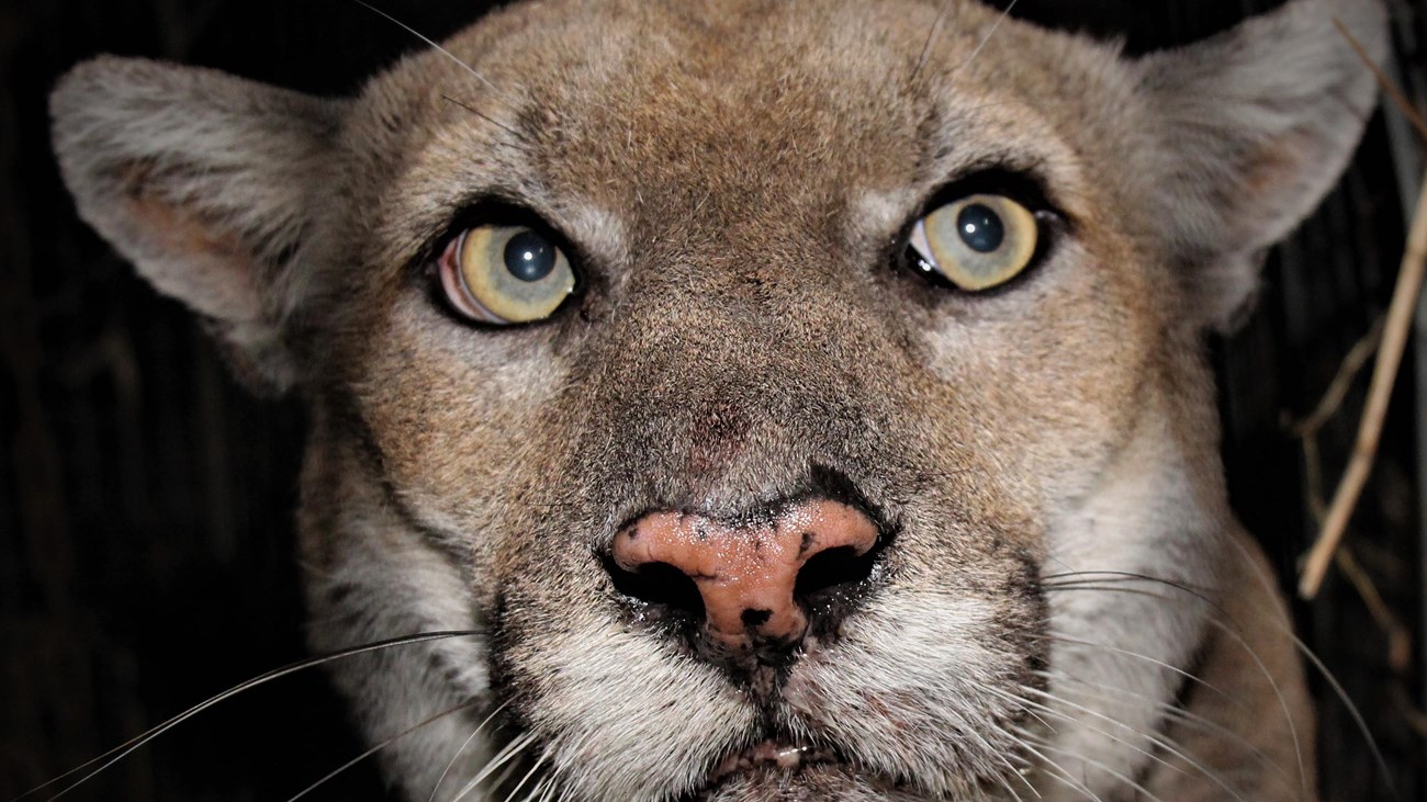 Mountain Lion looking close to the camera at night.