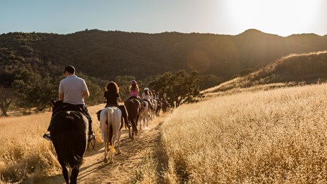 people on horses walking along a sunny trail