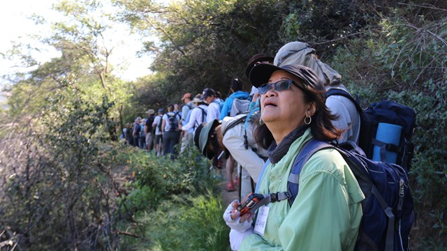 A hiking group walks along a trail surrounded by brush as a hiker stops to admire nature.