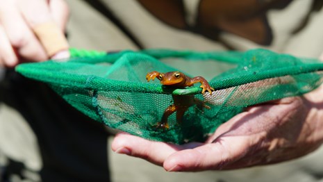 a California newt poking its head out while being held with a net