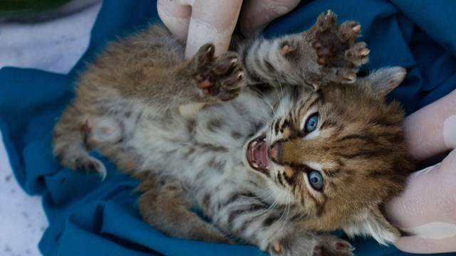 A researcher handling a bobcat kitten.