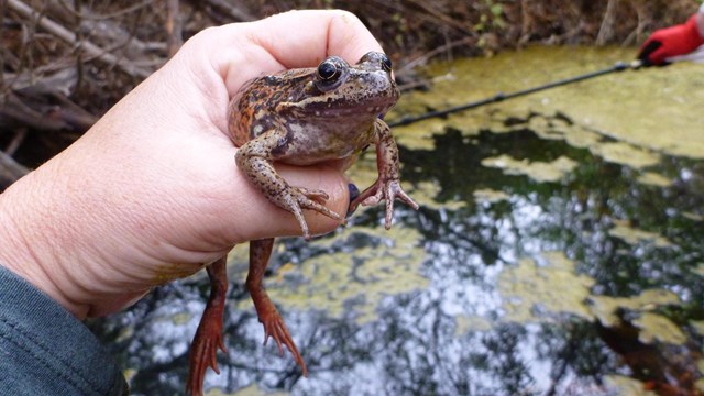 A researcher holds an adult California red-legged frog in hand.