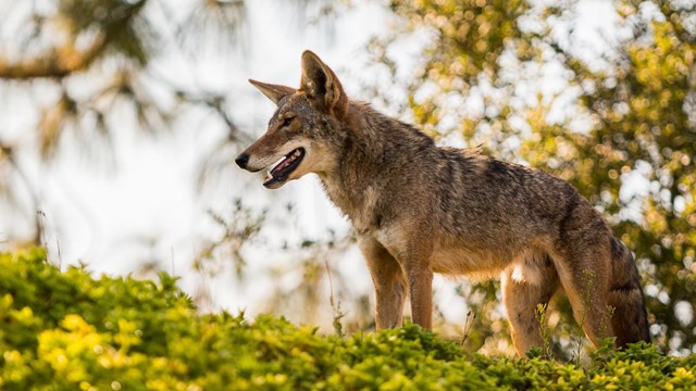 A coyote standing atop a hill.