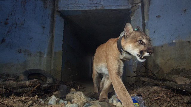 A collared mountain lion emerging from a tunnel.
