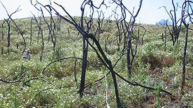 Green field with burned tree trunks that are bare.