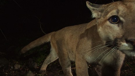 Mountain lion looking at camera