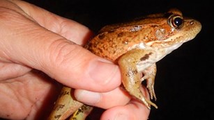 A hand holding a frog with a black background.