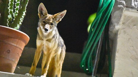 Coyote