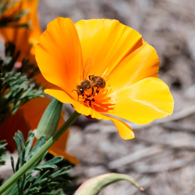 bee hovers over a bright orange California poppy.