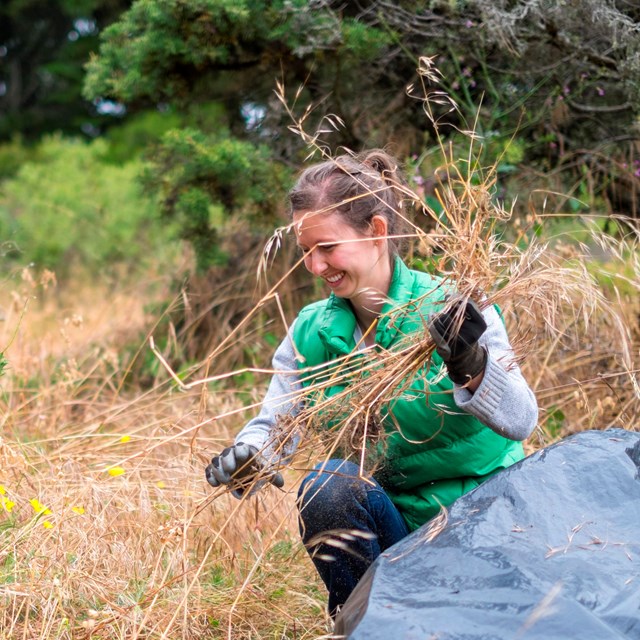 a woman crouches in grassy area and puts pulled invasive species in a bag