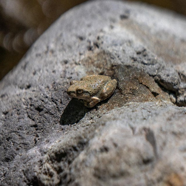 a tree frog hunkers down on a rock by a creek.