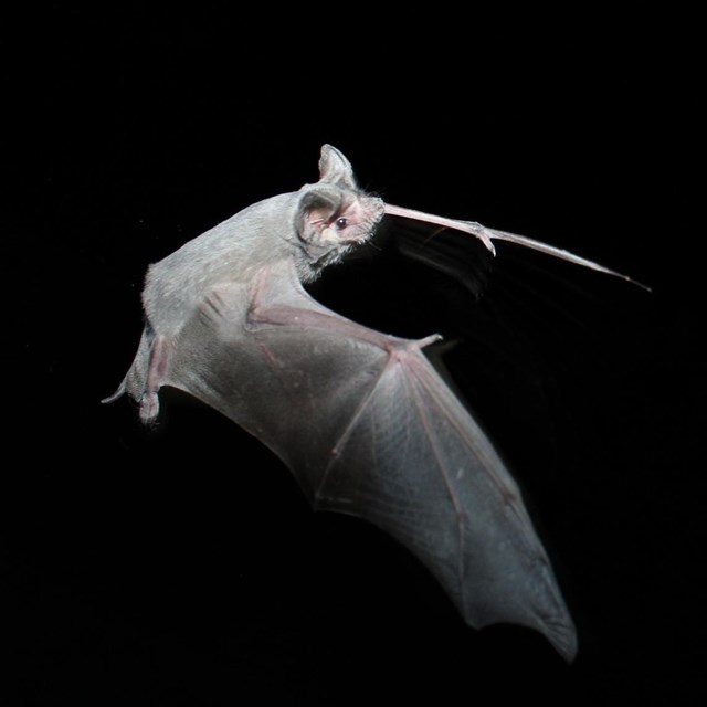 a Mexican free tailed bat flies at night