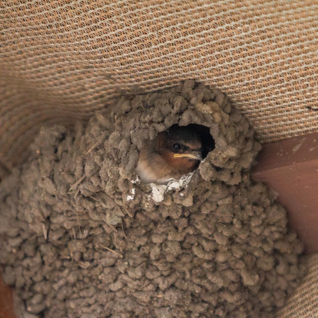 A bird sits in a nest made out of mud.