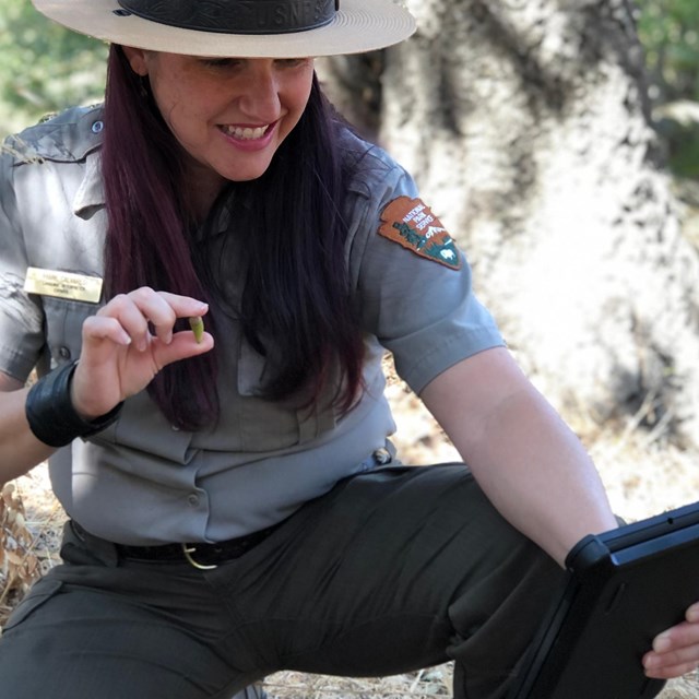 Ranger leads a virtual visit and is showing students an acorn from the park. 