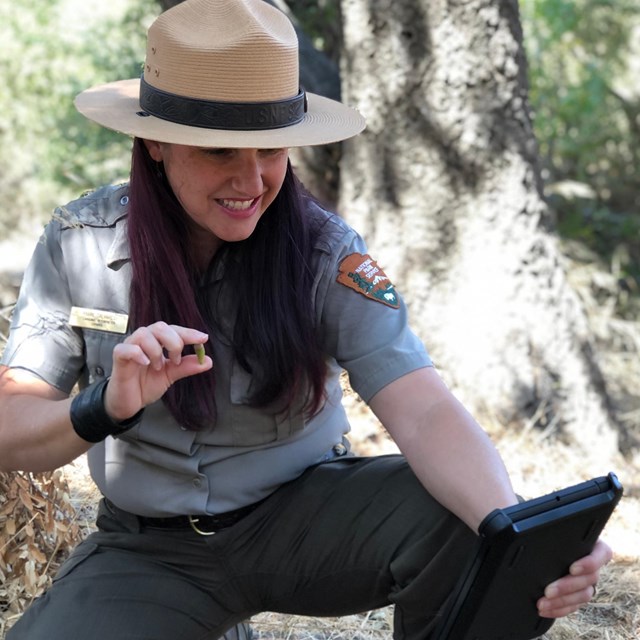 Ranger using iPad to show vegetation.