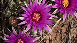 Spiney star cactus in full bloom with pinkish flowers.