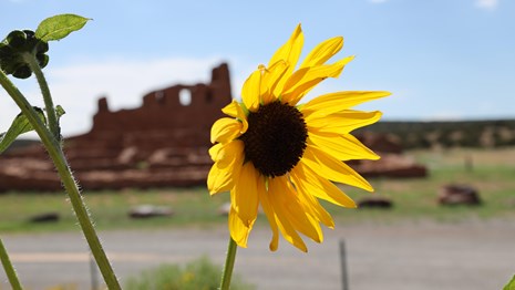 A sunflower in the foreground framing red sandstone church ruins in the background.