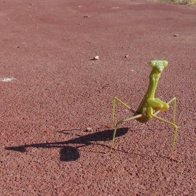 A Praying Mantis casts a shadow on a red trail.