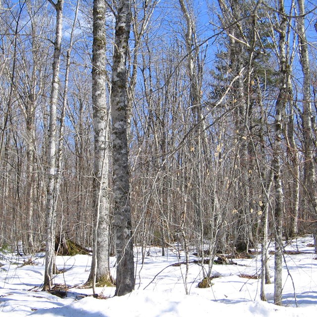 Trees in Snow