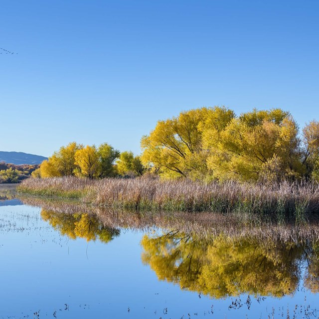 Bosque del Apache Wildlife Refuge