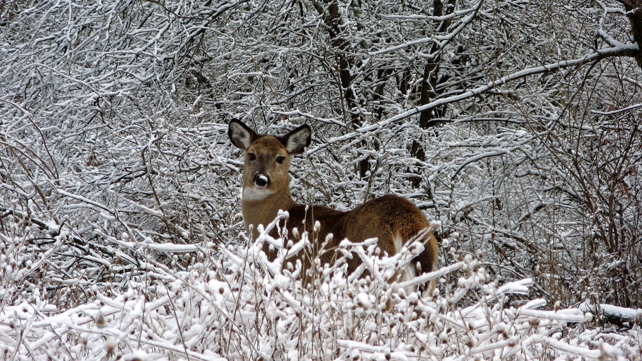 A snow covered landscape with many species of trees and open grassland blanketed in white. 