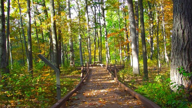 A trail through the woods