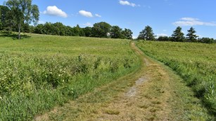 A worn path through a grassy field