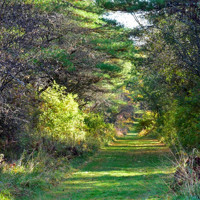 A mowed path cuts through green and brown vegetation. 