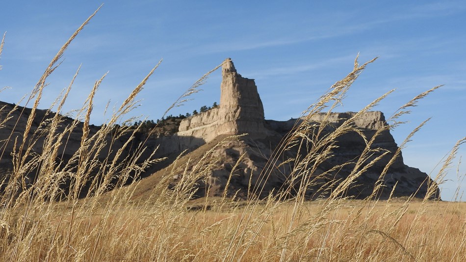 Grasses are seen waving in the wind in front of a distinctive sandstone formation. 