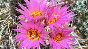 A cluster of four bright pink ball cactus flowers.