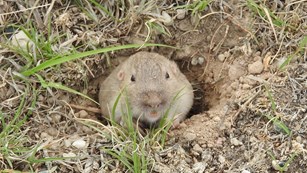 A prairie vole pops its head out of a burrow.