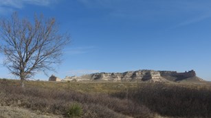 A sandstone bluff is framed by the bare branches of a tree. 